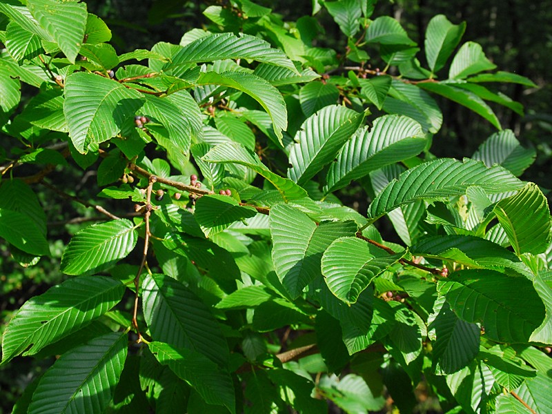 Rhamnus fallax